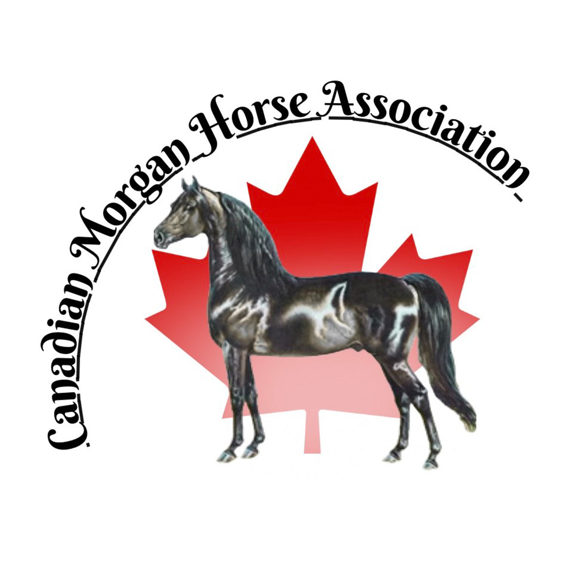 Canadian Morgan Horse Association